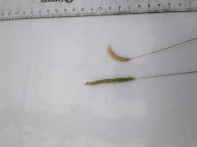 Click for 3 image(s) for this accession. SPIKE